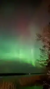 Бурая лиса - 14