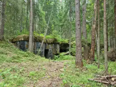 Бурая лиса - 34