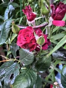 Комнаты на Герцена - 0