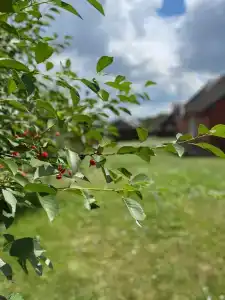 Усадьба Мирский Посад - 14