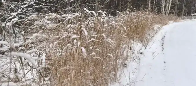 Кускас - 18
