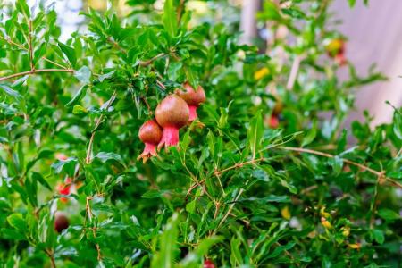 Екатерина - 8