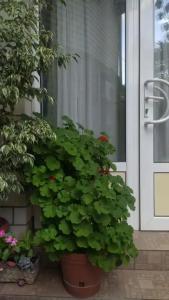 Guest House Elpida - 5