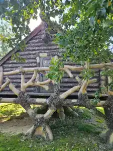 Форест - 6