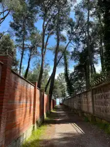 Лира - 5