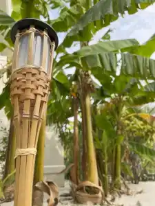 Little Palm - 6