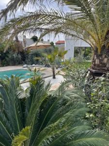Little Palm - 7