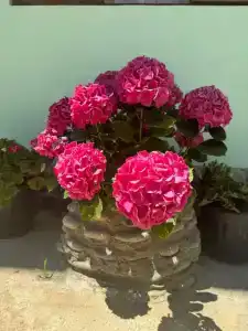 Эвелина - 16