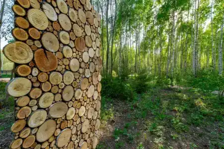 След Лося - 21