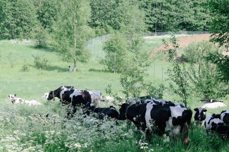 Петрушкина горка - 13