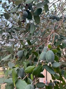 Hurma - 25