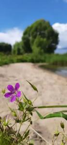 Дом на дереве - 37