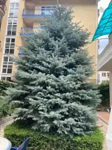 Gestia - 20