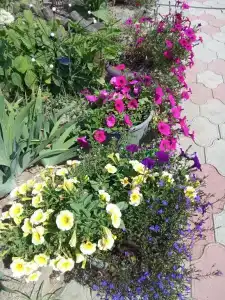 Оболенский - 4