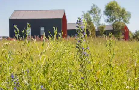 Дикая Мята - 172