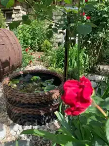 Море роз - 2