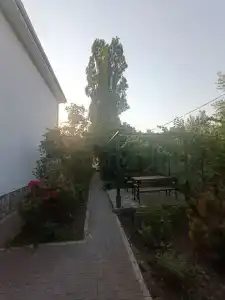 Два ясеня - 2