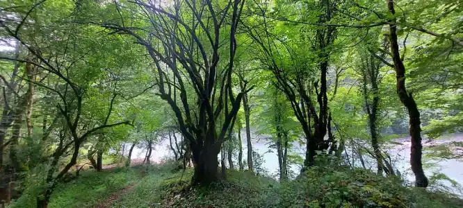 Домик в горах по дороге на Рицу - 5