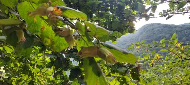 Домик в горах по дороге на Рицу - 14