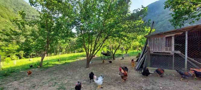 Домик в горах по дороге на Рицу - 19