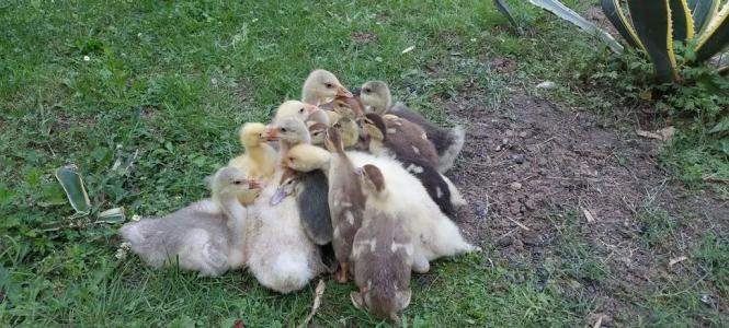 Домик в горах по дороге на Рицу - 20