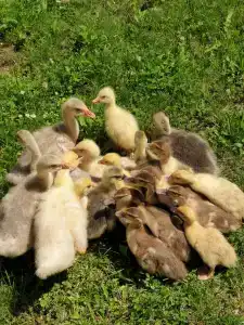 Домик в горах по дороге на Рицу - 44