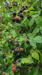 Домик в горах по дороге на Рицу - 54