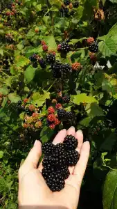 Домик в горах по дороге на Рицу - 55