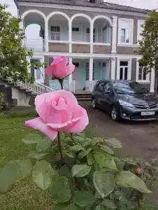 Хурма - 1