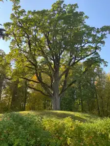 Князь Гвидон - 39