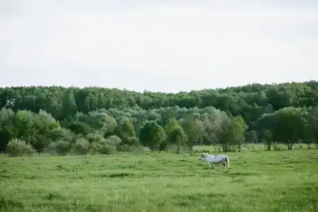 Дачный отель Pine River - 14