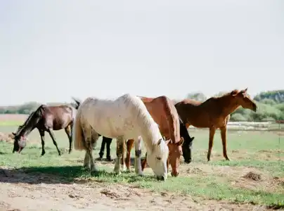 Дачный отель Pine River - 15