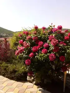 Утес - 13