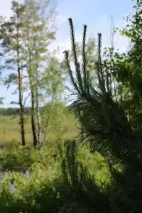 База отдыха УткульРФ - 31
