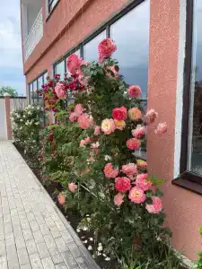 Бриз 55 - 23