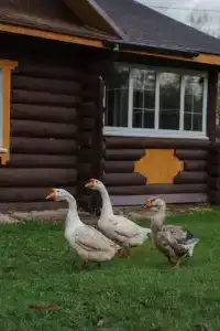 Гостиничный комплекс Усадьба - 4