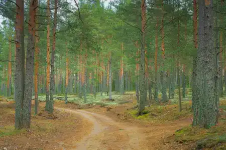 WhiteПоляны Карелия - 22