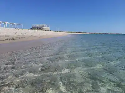 Агава - 27