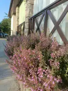 Агава - 23