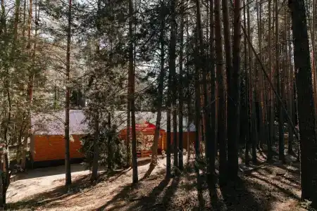 Колос - 33