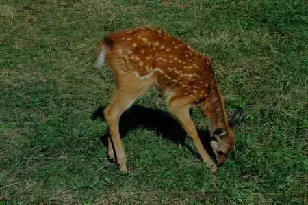 Мечта Сурсово - 8