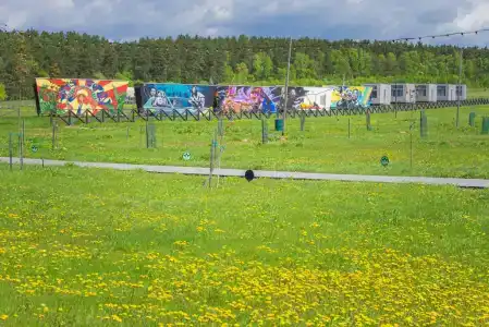 Дикая Мята - 249