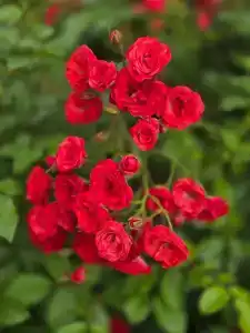 Гостевой дом у Янины - 109