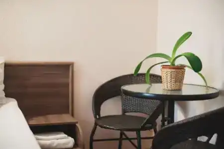 Botanic Club - 33