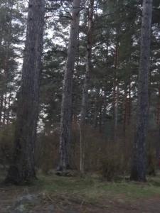 Берингия - 37