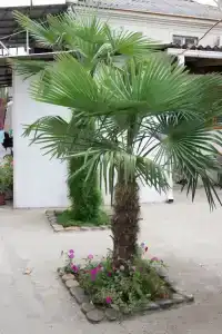 Отдых Мечты - 1
