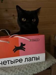 Рай в шалаше в Светлом - 586