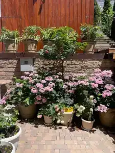 Розмарин - 2