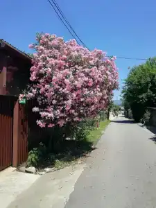 Милена - 3