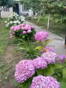 Дарси - 8